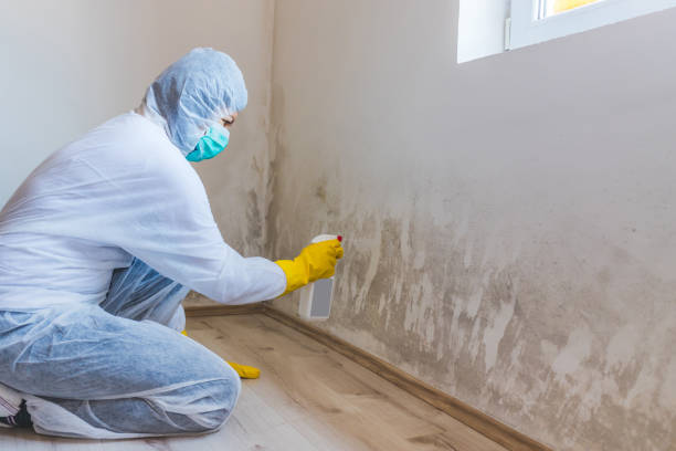 Black mold inspection in Owings
