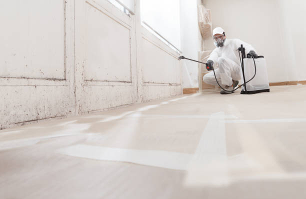 Black mold remediation team in Owings