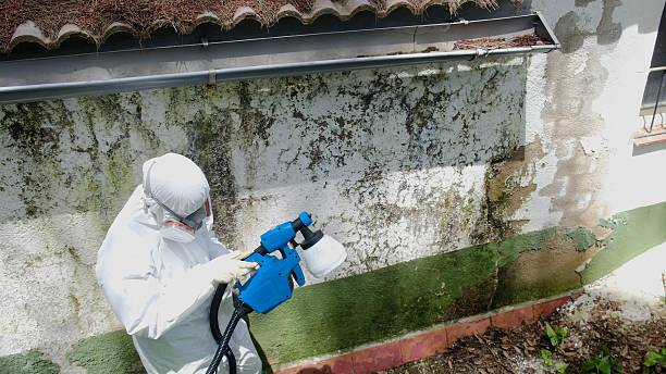 Mold Remediation service in Owings, Owings, MD